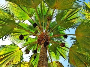 under palm tree